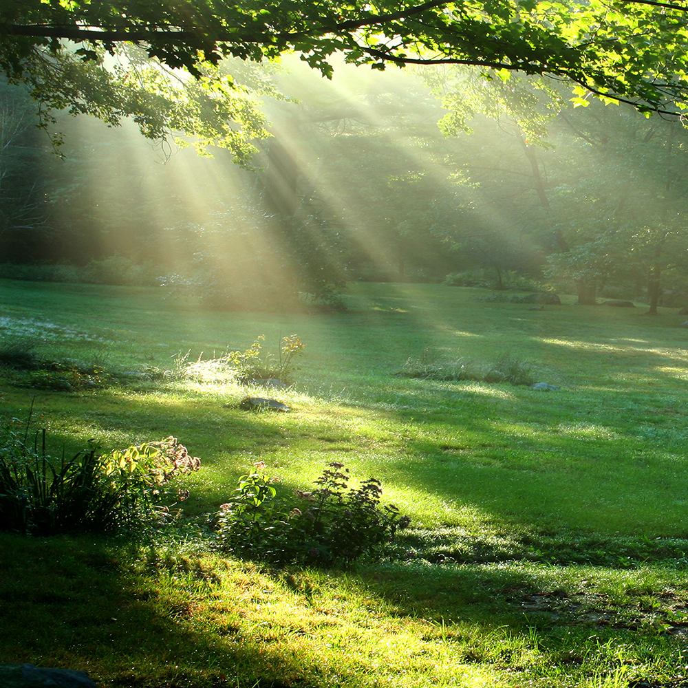 dekoracja do grobu , krajobraz lasu o świcie